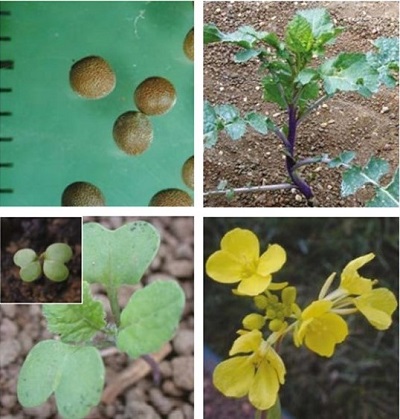 Black mustard at four growth stages